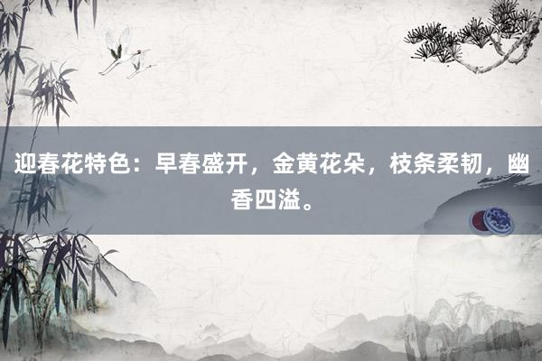 迎春花特色：早春盛开，金黄花朵，枝条柔韧，幽香四溢。